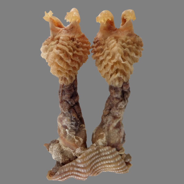 Original Hatha Jodi (Rare) – Rare & Powerful Tantric Charm for Protection, Wealth &Victory - Energized & Certifiedl